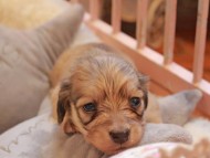 Kaninchen_Dachshund2345