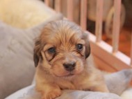 Kaninchen_Dachshund2348