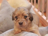Kaninchen_Dachshund2349