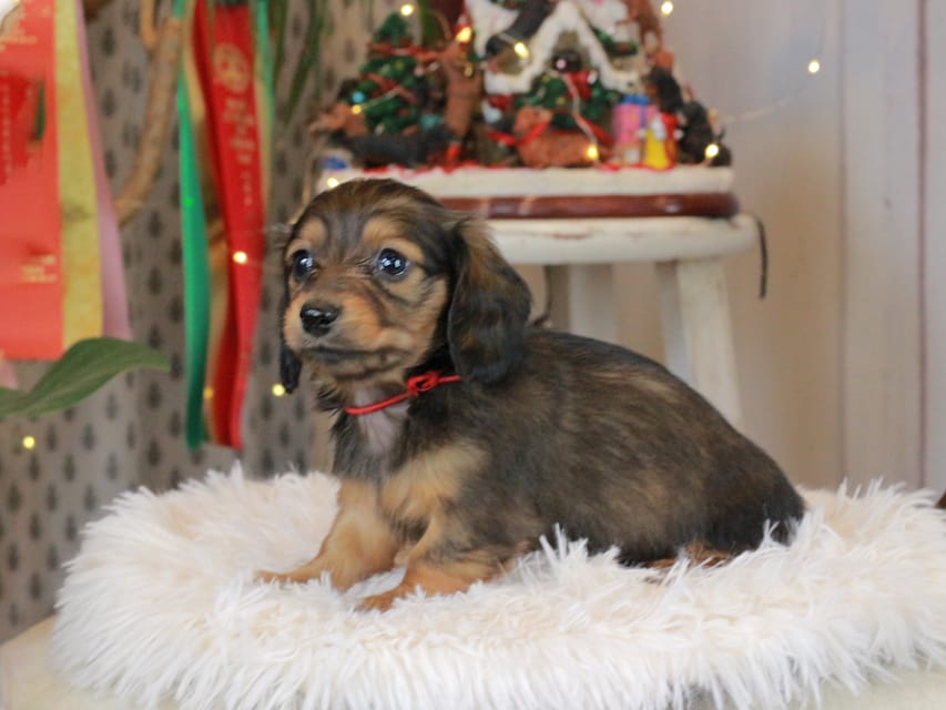 カニンヘンダックスフンド セーラ&スパーキの子犬 シェーデットレッド 女の子（2）