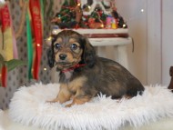 Kaninchen_Dachshund2352