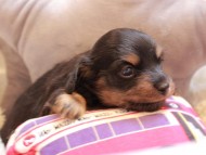 Kaninchen_Dachshund2353