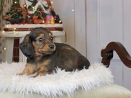 Kaninchen_Dachshund2355 Kaninchen_Dachshund2355