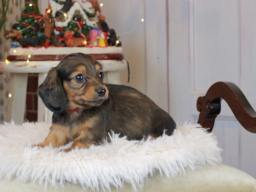 カニンヘンダックスフンド セーラ&スパーキの子犬 シェーデットレッド 女の子（2）