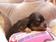 Kaninchen_Dachshund2355