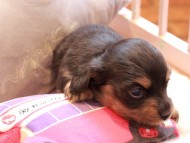 Kaninchen_Dachshund2356