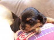 Kaninchen_Dachshund2362