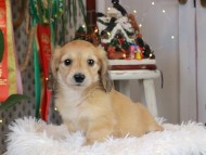 Kaninchen_Dachshund2364