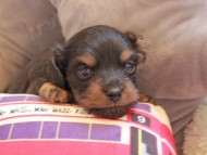 Kaninchen_Dachshund2366