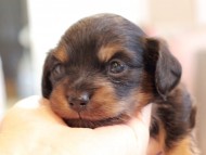 Kaninchen_Dachshund2370