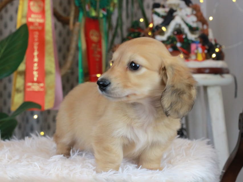 カニンヘンダックスフンド シオン&ボノの子犬 イエロー（クリーム） 男の子