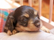 Kaninchen_Dachshund2378