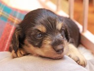 Kaninchen_Dachshund2379