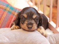 Kaninchen_Dachshund2382