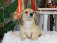 Kaninchen_Dachshund2385