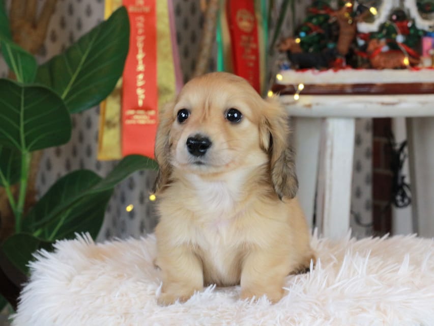 カニンヘンダックスフンド シオン&ボノの子犬 イエロー（クリーム） 男の子