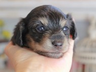 Kaninchen_Dachshund2390