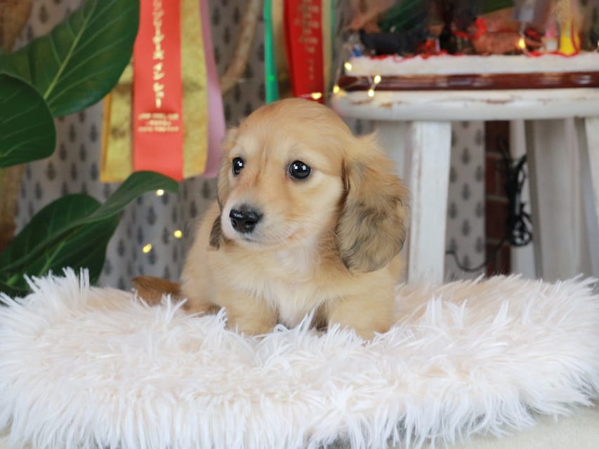 カニンヘンダックスフンド シオン&ボノの子犬 イエロー（クリーム） 男の子