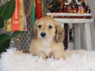 Kaninchen_Dachshund2397 Kaninchen_Dachshund2397