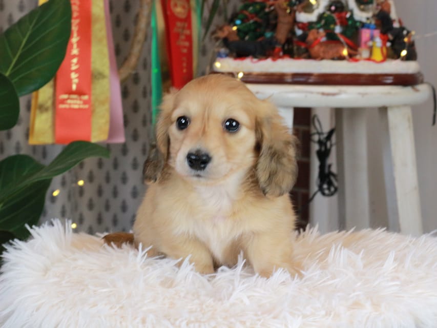 カニンヘンダックスフンド シオン&ボノの子犬 イエロー（クリーム） 男の子