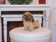 Kaninchen_Dachshund24.44-1