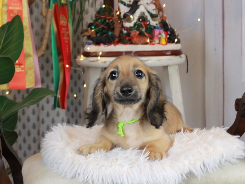 カニンヘンダックスフンド ローリー&ボノの子犬 シェーデットイエロー（シェーデットクリーム） 男の子（1）