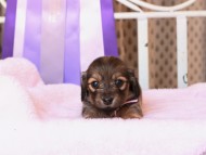 Kaninchen_Dachshund241