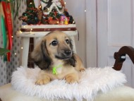 Kaninchen_Dachshund2416 Kaninchen_Dachshund2416