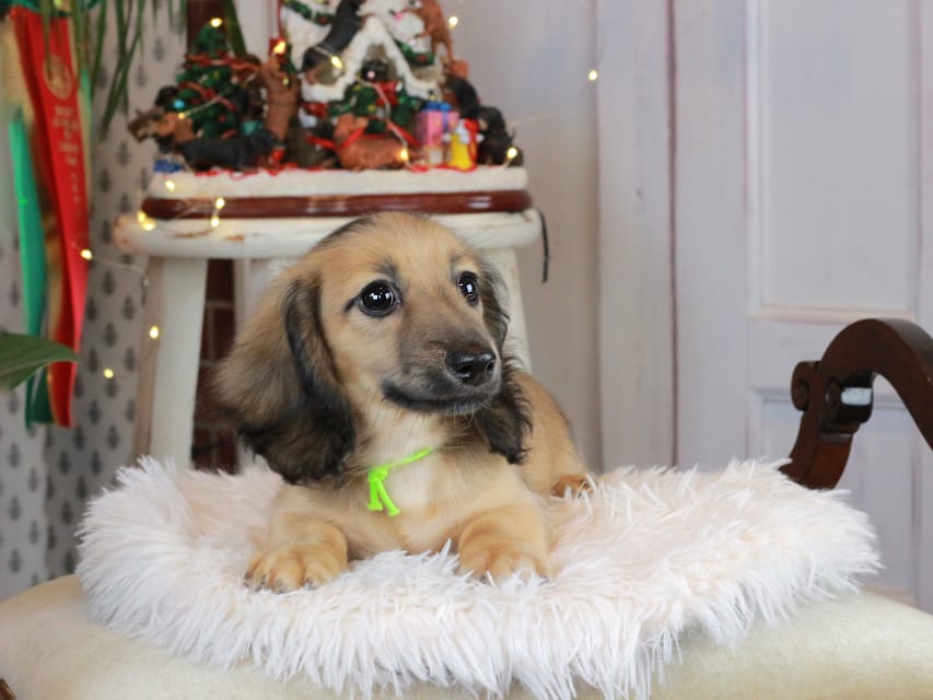 カニンヘンダックスフンド ローリー&ボノの子犬 シェーデットイエロー（シェーデットクリーム） 男の子（1）