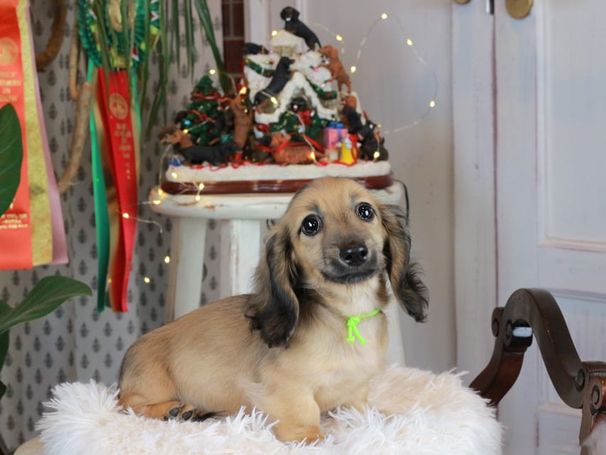 カニンヘンダックスフンド ローリー&ボノの子犬 シェーデットイエロー（シェーデットクリーム） 男の子（1）