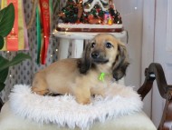 Kaninchen_Dachshund2441 Kaninchen_Dachshund2441