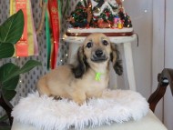 Kaninchen_Dachshund2452 Kaninchen_Dachshund2452