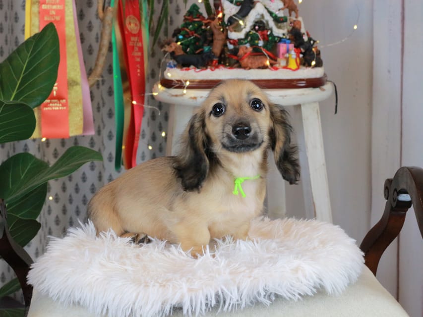 カニンヘンダックスフンド ローリー&ボノの子犬 シェーデットイエロー（シェーデットクリーム） 男の子（1）