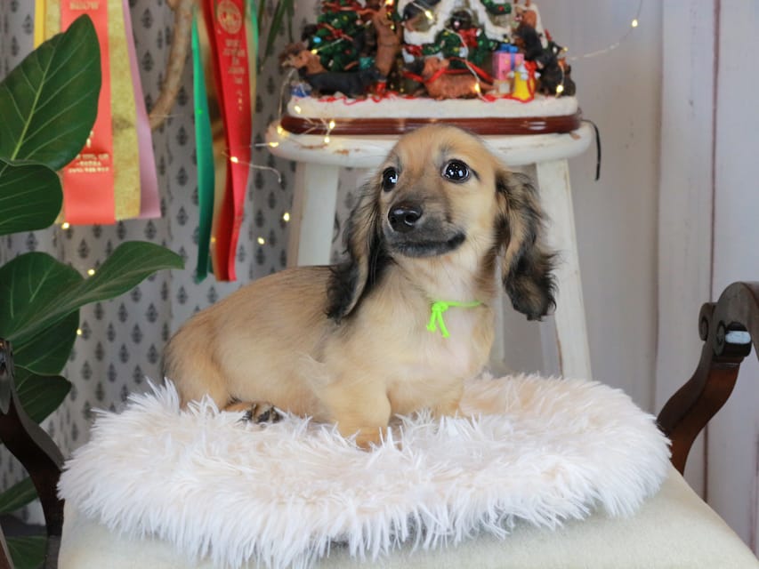 カニンヘンダックスフンド ローリー&ボノの子犬 シェーデットイエロー（シェーデットクリーム） 男の子（1）