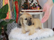 Kaninchen_Dachshund2464