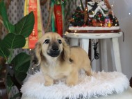 Kaninchen_Dachshund2477