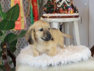 Kaninchen_Dachshund2487