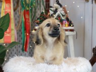 Kaninchen_Dachshund2488