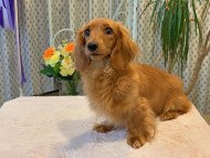Kaninchen_Dachshund26