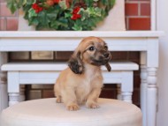 Kaninchen_Dachshund26.40-2 Kaninchen_Dachshund26.40-2