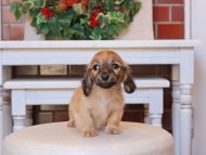 Kaninchen_Dachshund26.42-1