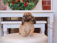 Kaninchen_Dachshund26.42-2 Kaninchen_Dachshund26.42-2