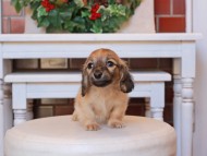 Kaninchen_Dachshund26.44-1