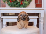 Kaninchen_Dachshund26.45-1
