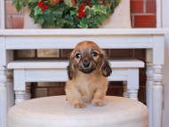 Kaninchen_Dachshund26.45-2