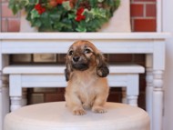 Kaninchen_Dachshund26.46-2