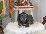 Kaninchen_Dachshund2613 Kaninchen_Dachshund2613