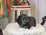 Kaninchen_Dachshund2638