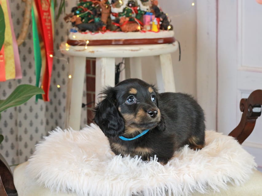 カニンヘンダックスフンド おんぷ&ブルースの子犬 ブラタン 男の子（2）