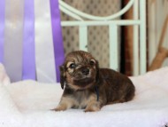 Kaninchen_Dachshund264